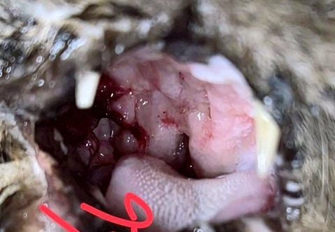 1772154530388~2_copy_800x553_copy_800x553