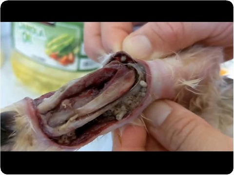 Screenshot_20230609-203516_copy_1080x822