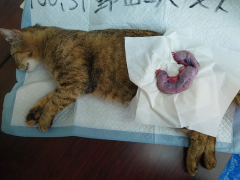 20230405_075838_copy_800x600