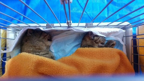 1574285635737-800x450