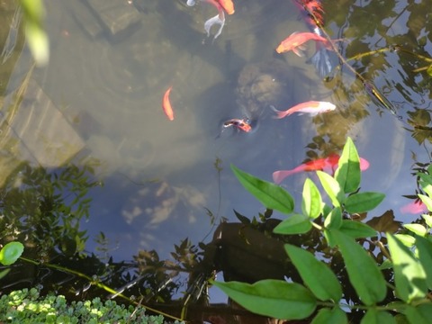 20260629_095203_copy_800x600