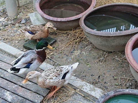 DSC_6247_copy_800x600