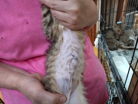 20240624_102635_copy_800x600