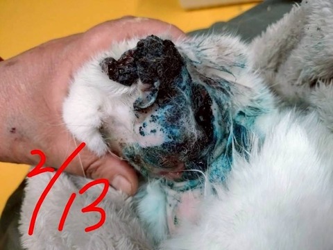 1773649820397_copy_800x600