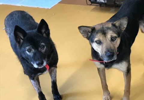 1585185359660_copy_800x600_copy_786x547