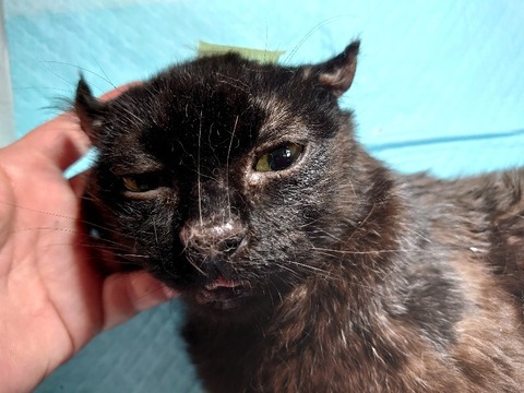 DSC_0223_copy_800x600