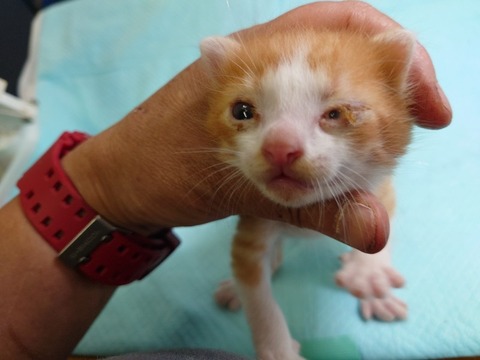 20220725_171539_copy_800x600