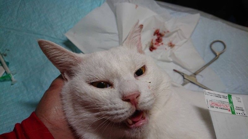 佐賀tnr一斉 Npo犬猫みなしご救援隊 代表ブログ みなしご庵へようこそ 佐賀tnr一斉 Npo犬猫みなしご救援隊 代表ブログ みなしご庵へようこそ