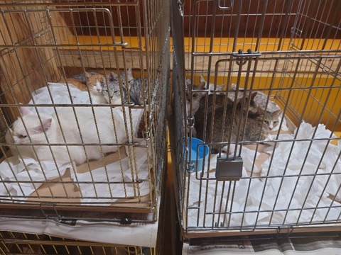 20230607_192506_copy_800x600