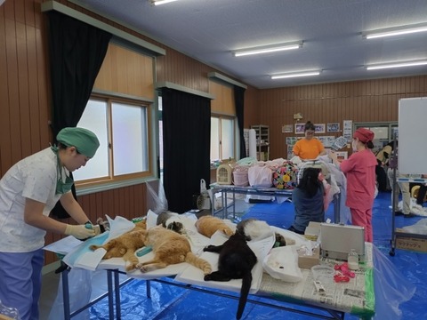 20260217_090549_copy_800x600