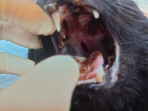 20230405_062725_copy_800x600