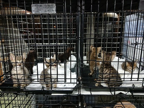 DSC_7080_copy_800x600