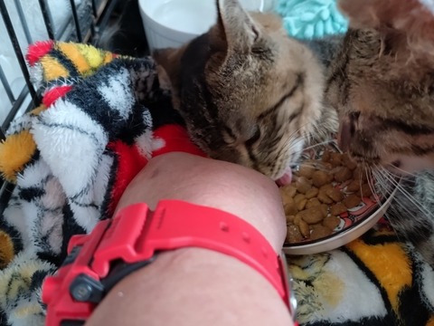 20260212_085237_copy_800x600