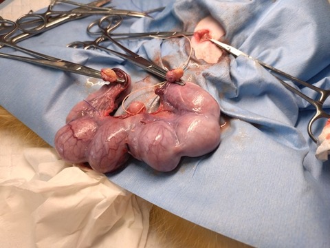 20250625_124821_copy_800x600