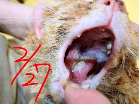 1772323529366_copy_800x600