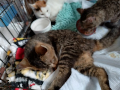 20260212_085624_copy_800x600