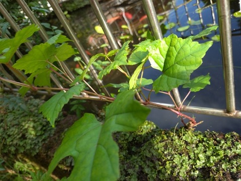 20260916_081235_copy_800x600