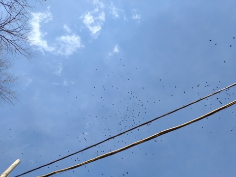 20260202_133428_copy_800x600