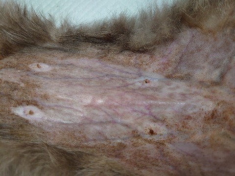 DSC_0297_copy_800x600