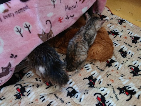 DSC_5430_copy_800x600