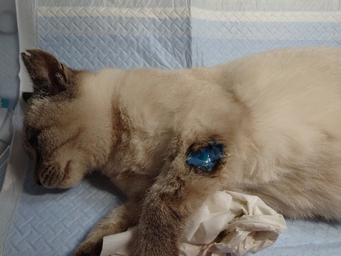 DSC_1035_copy_800x600