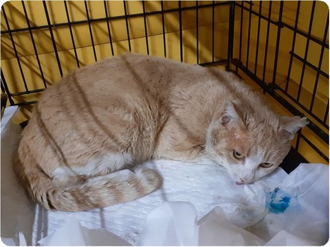 line_1301263951536471