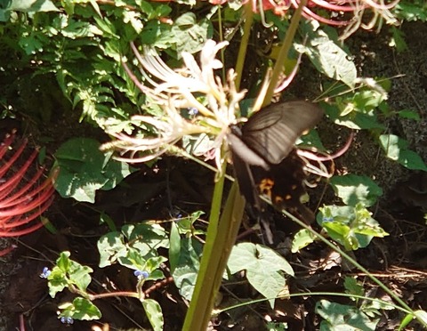 DSC_0635_copy_2360x1830_copy_800x620