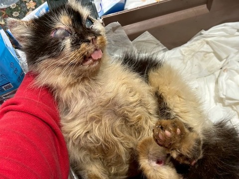 1771743916144_copy_800x600