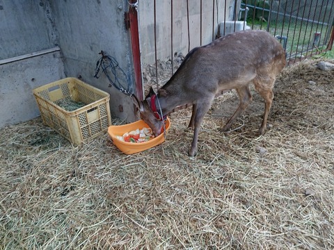 DSC_5393_copy_800x600