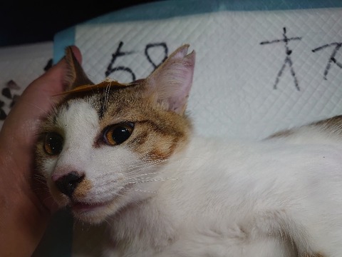 DSC_1634_copy_800x600