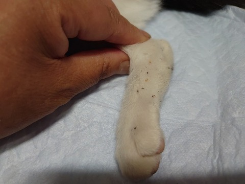 DSC_0015_copy_800x600