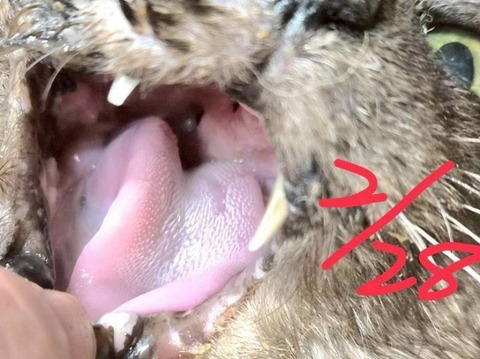 1772269498892_copy_800x599