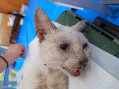 20220728_093002_copy_800x600