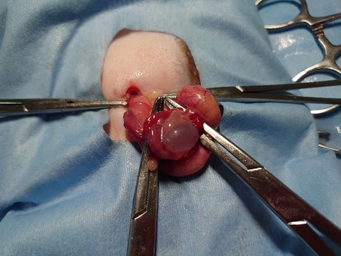 DSC_4222_copy_800x600