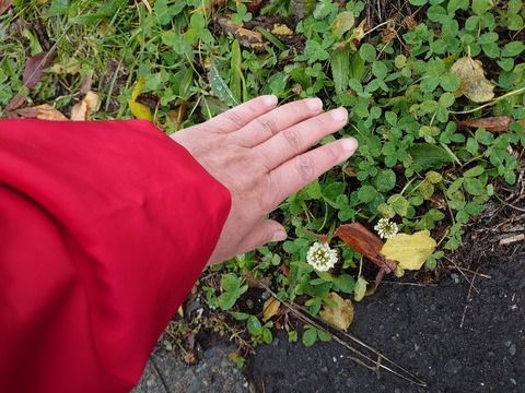 DSC_1875_copy_800x600