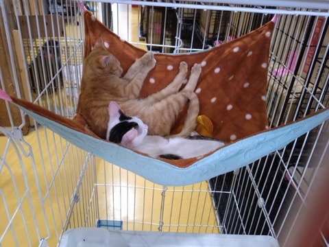 20251125_133238_copy_800x600