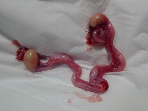 DSC_4225_copy_800x600