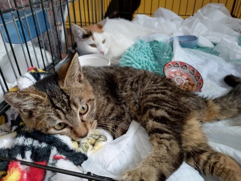 20260212_085824_copy_800x600