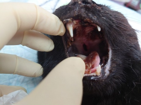 20230405_062735_copy_800x600