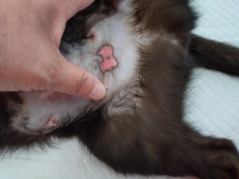 20250625_090613_copy_800x600