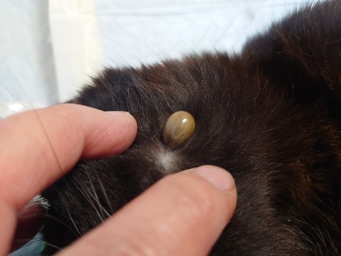 DSC_5667_copy_800x600