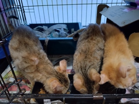 20260119_083311_copy_800x600