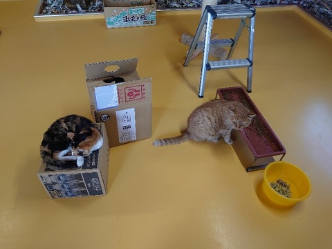 DSC_1274_copy_800x600