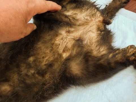 20251207_110617_copy_800x600