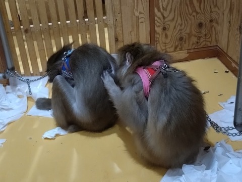 20260130_080032_copy_800x600