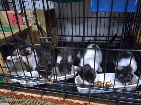 20251024_185544_copy_800x600