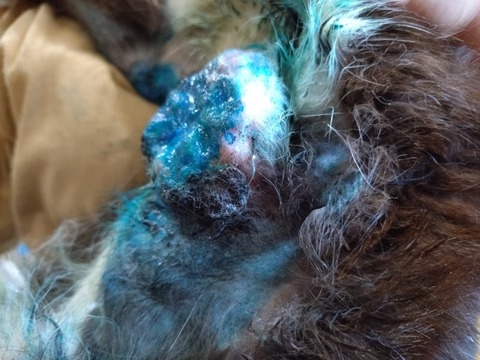 20250620_132300_copy_800x600