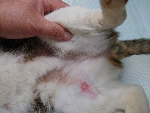 20230403_090224_copy_800x600