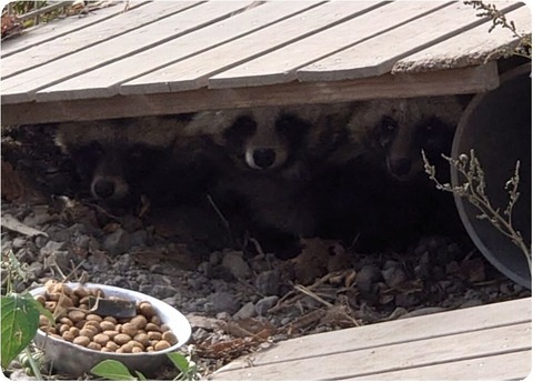 1605009088924_copy_960x689