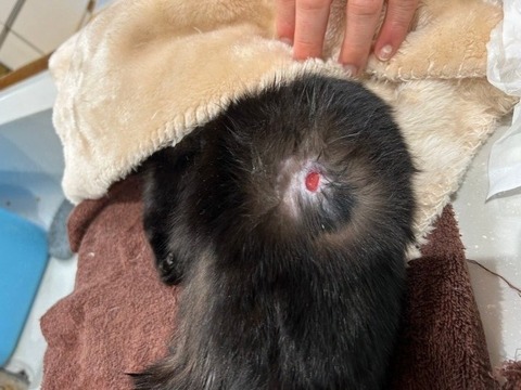 1739796367344_copy_738x554